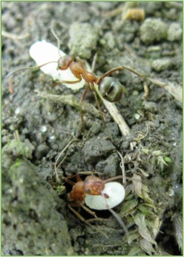Formica subintegra ants raiding a nest of Formica glacialis to capture brood which will become their labor force. (Photo by Sara Lewandowski '11).