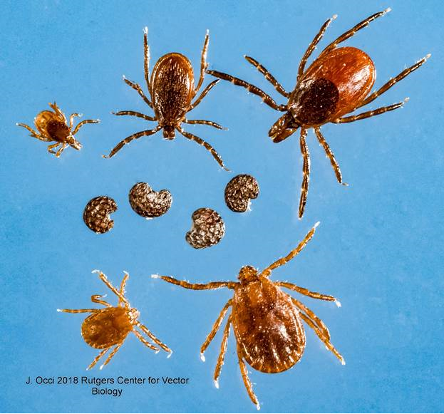 picture of ticks