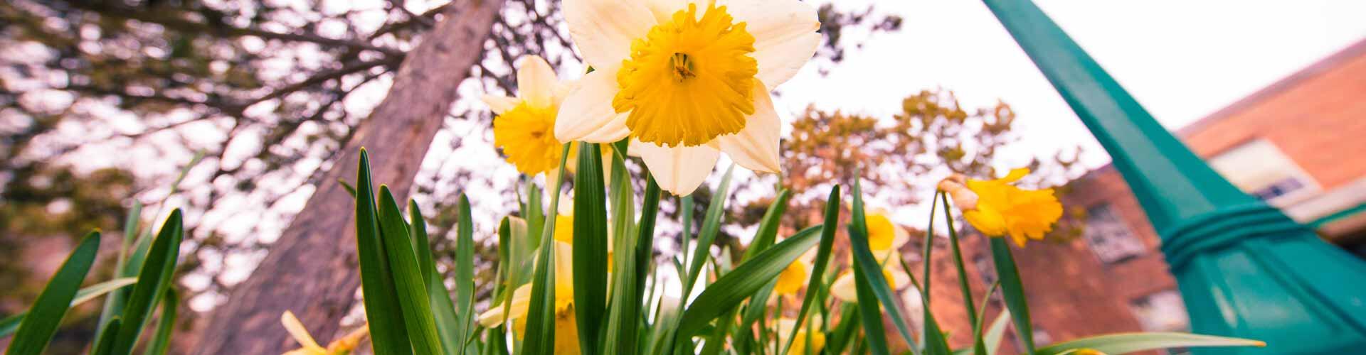 Daffodils on Geneseo campus