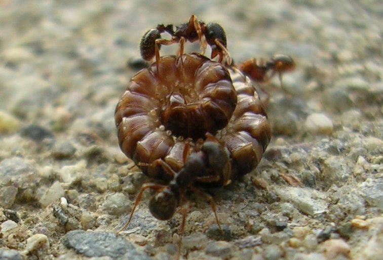 picture of pavement ant biting millipede