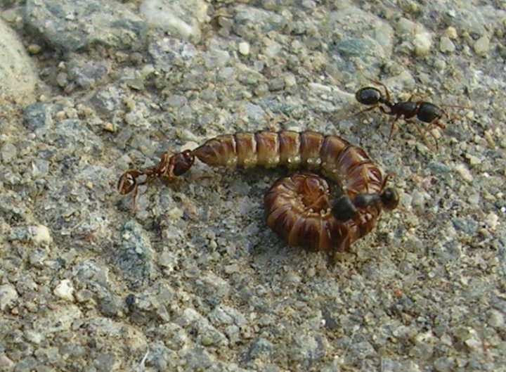 picture of pavement ants biting millipede