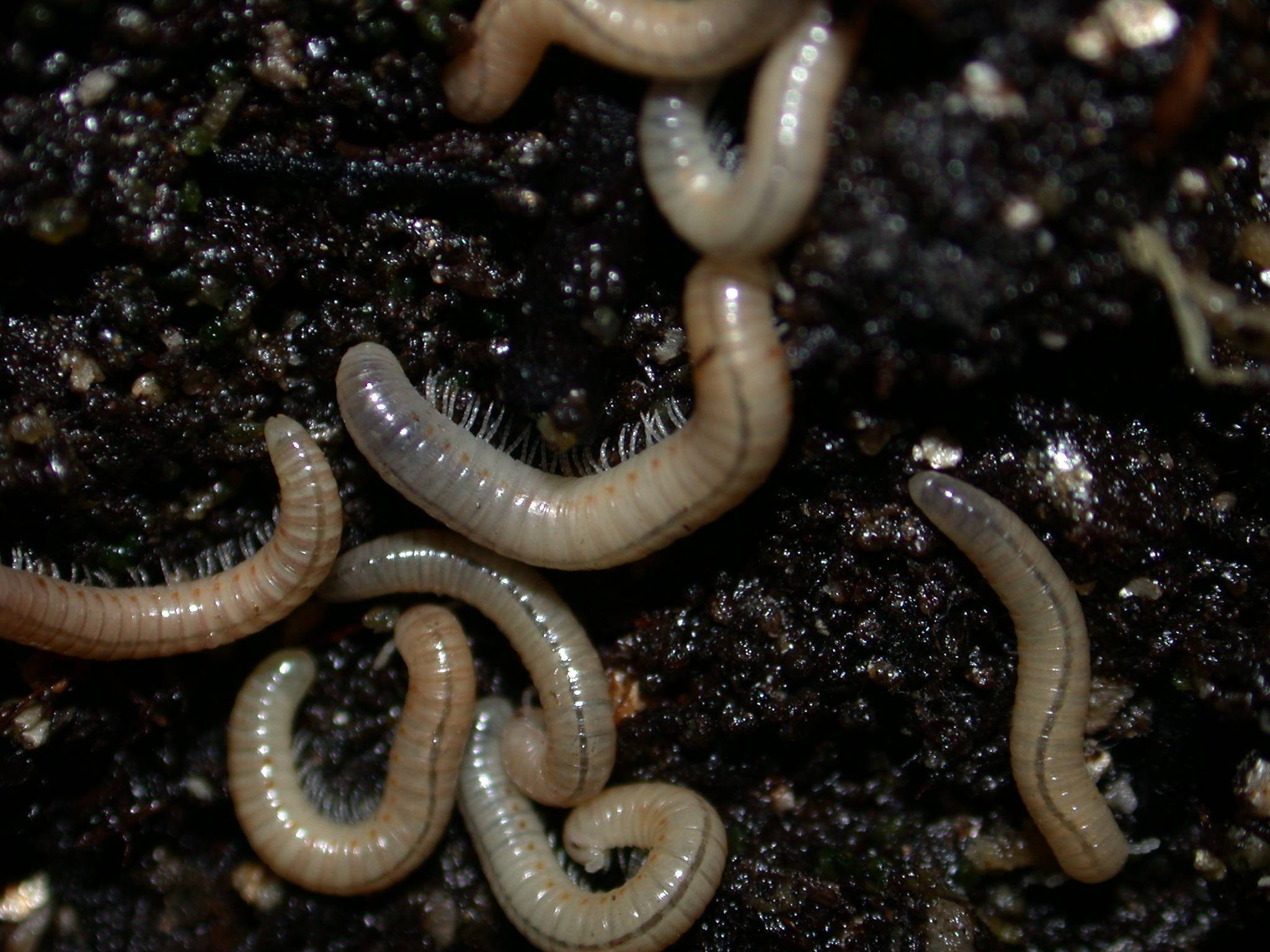 picture of baby giant millipedes