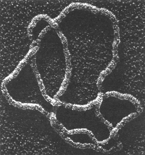 electron micrograph dna