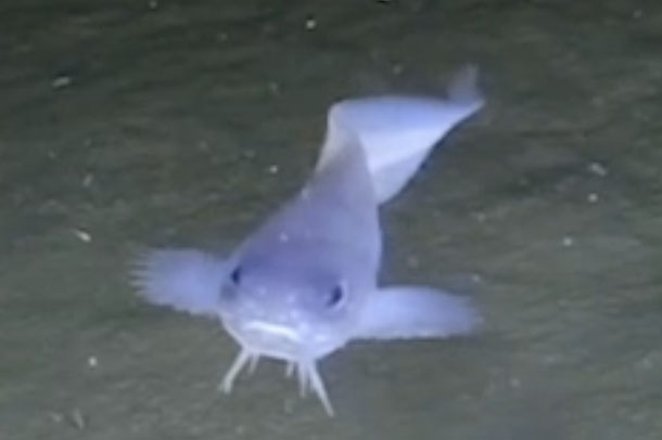 A Small Trench-Dwelling Fish Makes a Splash in Deep-Sea Evolution | SUNY  Geneseo