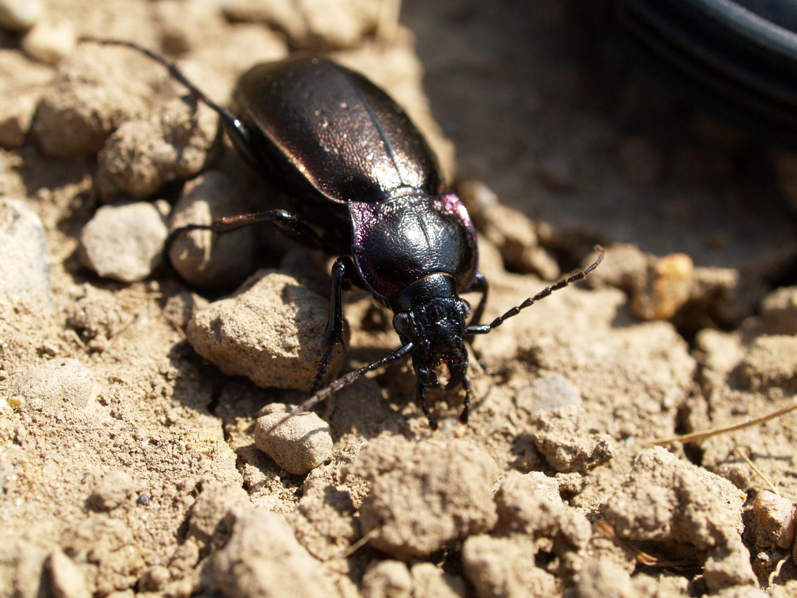 ground beetle Carabus
