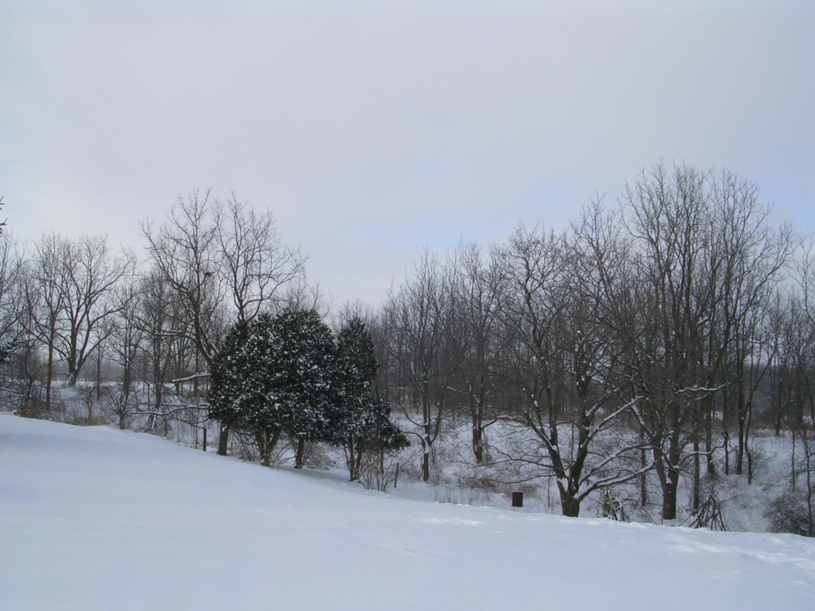 image of field and trees in winter