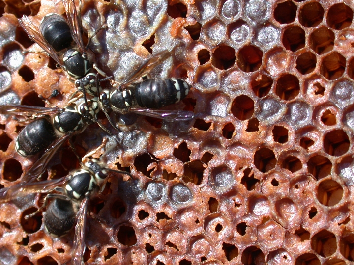 baldface wasp on old honeycomb.  Three are facing each other and contacting heads and a fourth is off to the side facing the other three