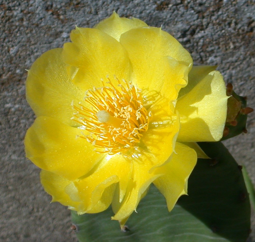 yellow cactus flower showing structures