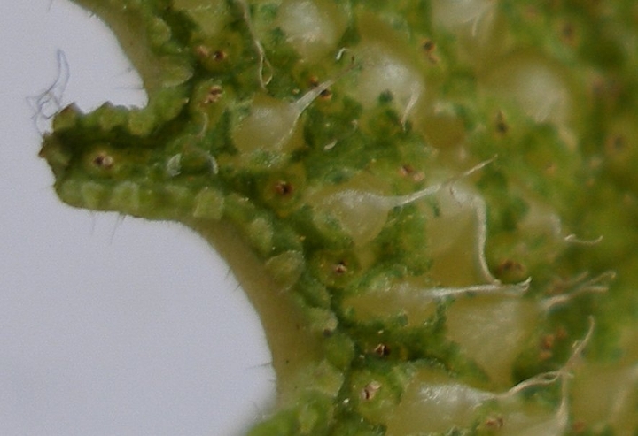 Flower closeup showing structure