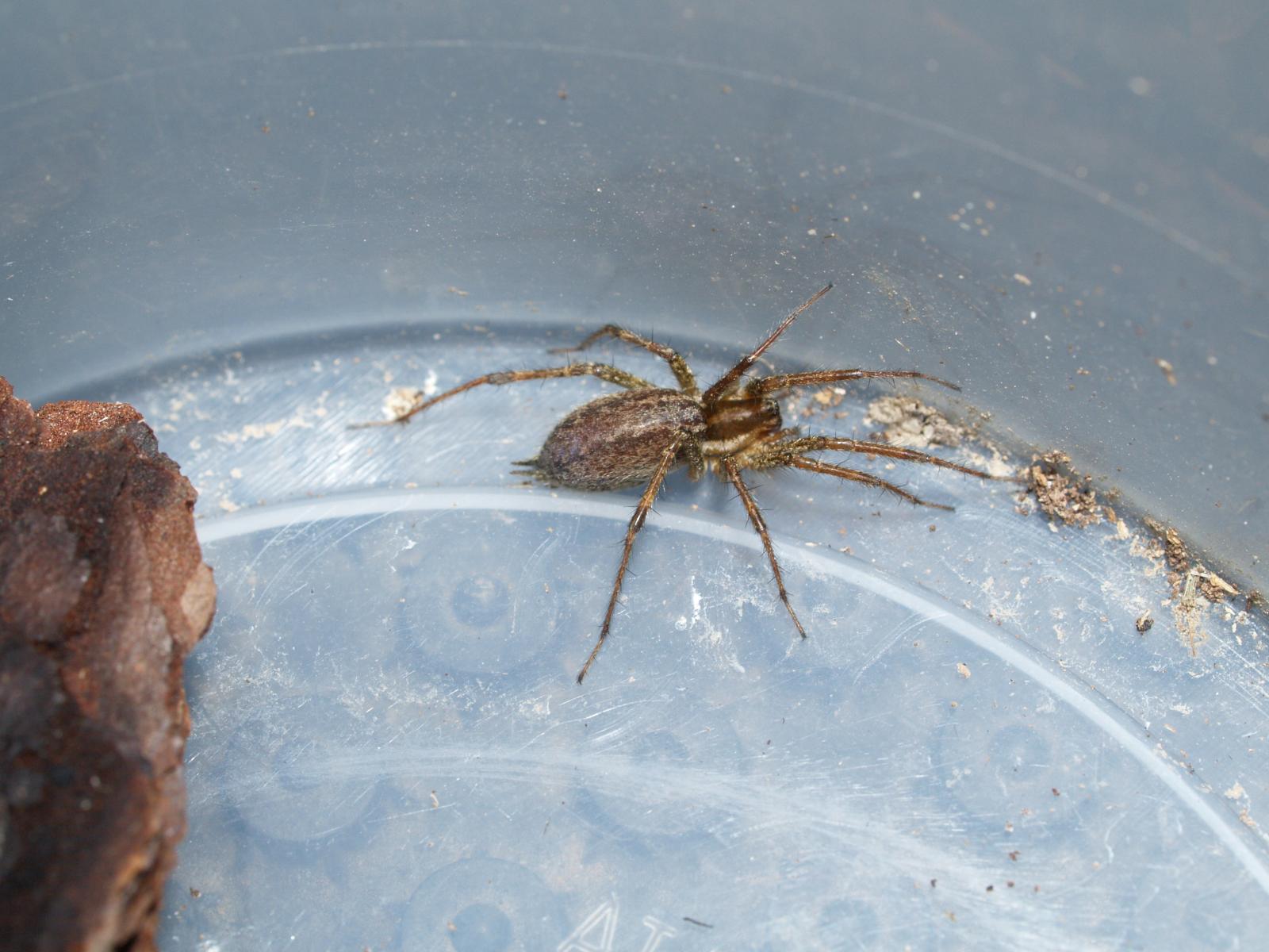 funnel web spider in petri dish showing general shape and color patern