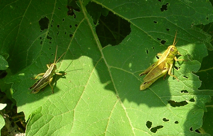 two grasshoppers on green grape leaf