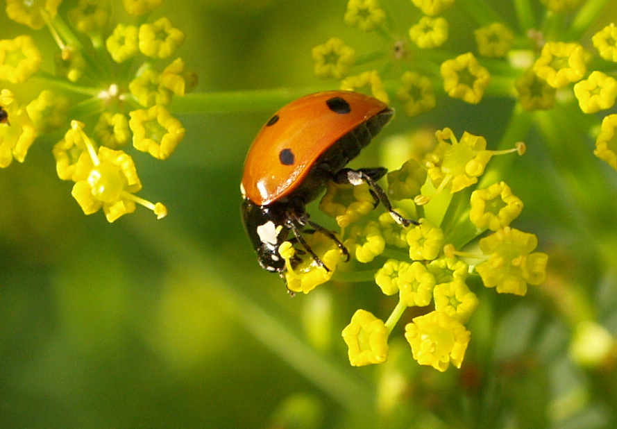 lady beetle on parsnip flower