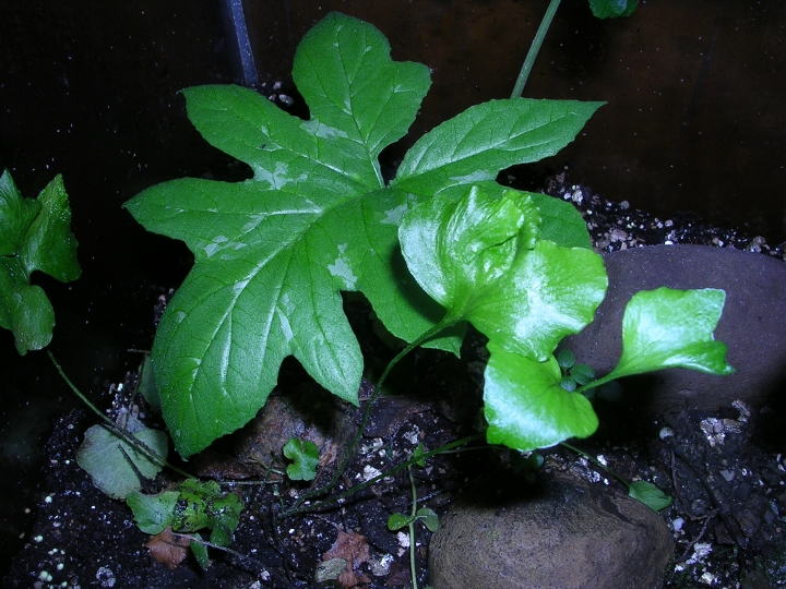 leaf form of unknown plant