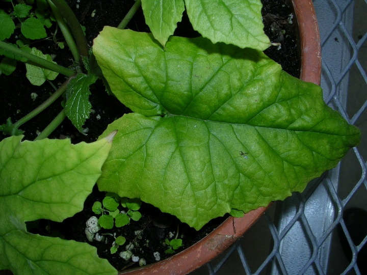 Leaf of unknown plant