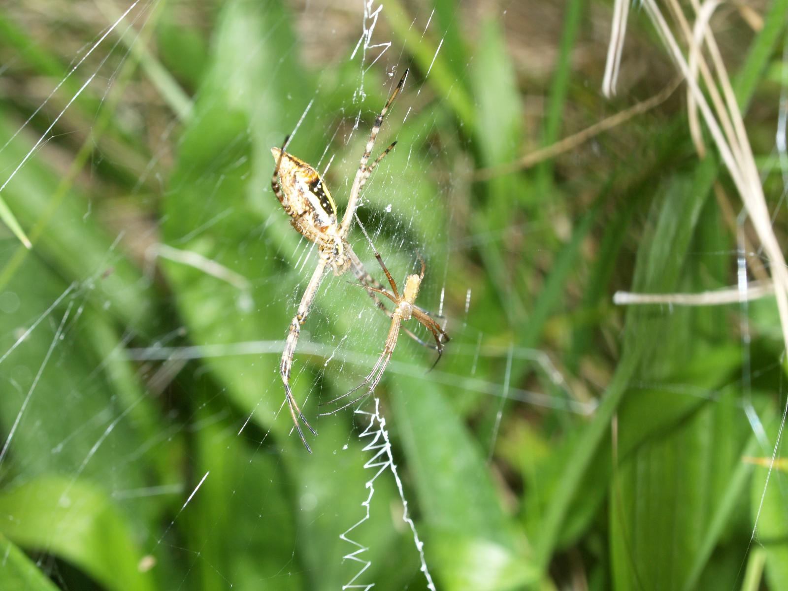 Orb spider on web showing large female and small male