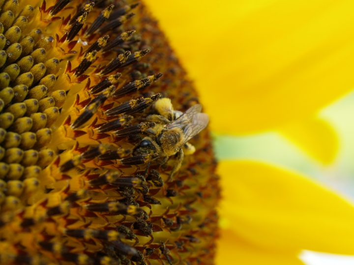 bee on sunflower with pollen baskets full of yellow pollen