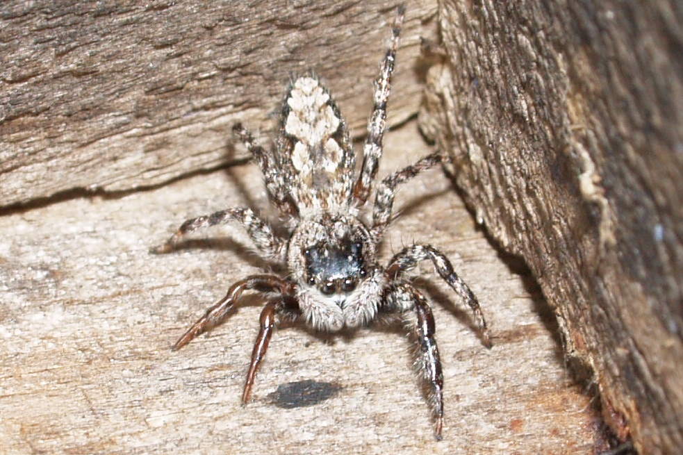 salticid spider common in our area