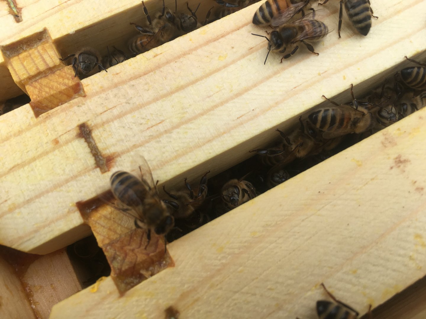 Close up photo of bees between hive frames
