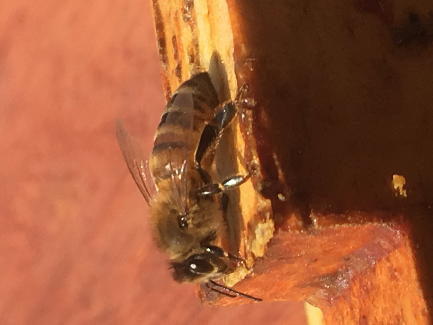 Close up picture of a honeybee 