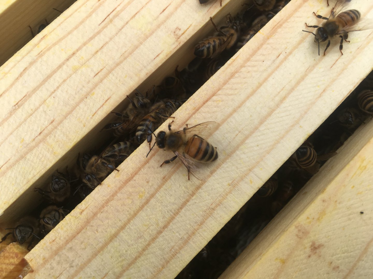 Bees between hive frames