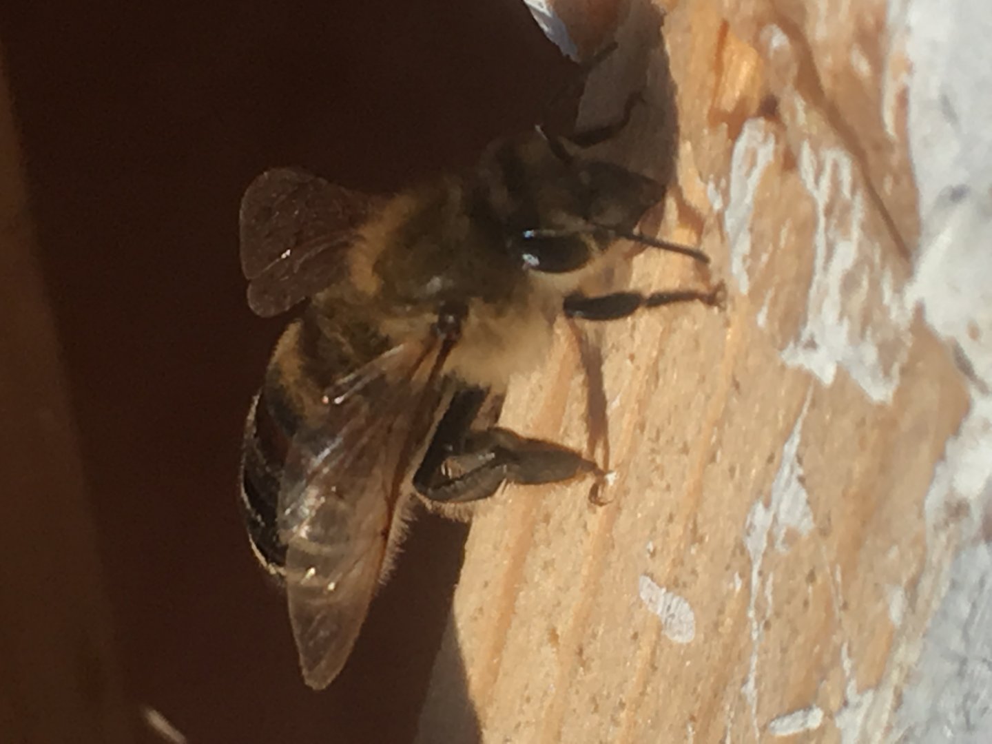 Close up of a honeybee on hive