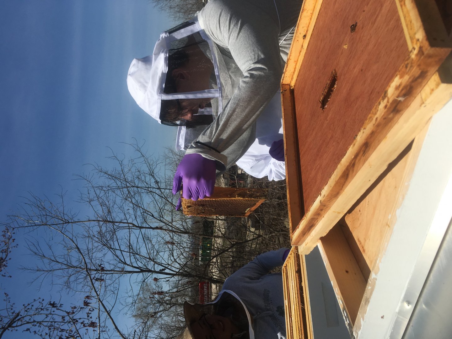 Beekeeper inspecting a hive frame