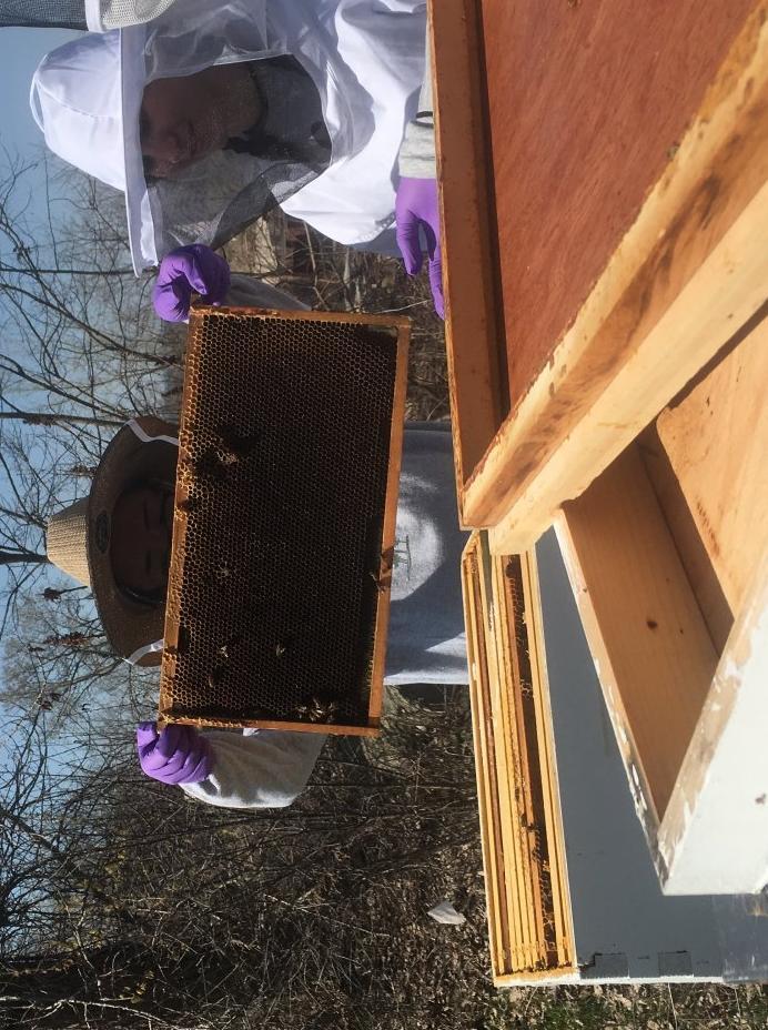 Beekeeper holding up a hive frame