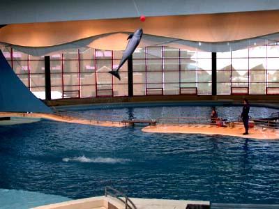 Dolphin Show