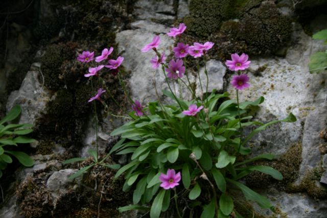 primula