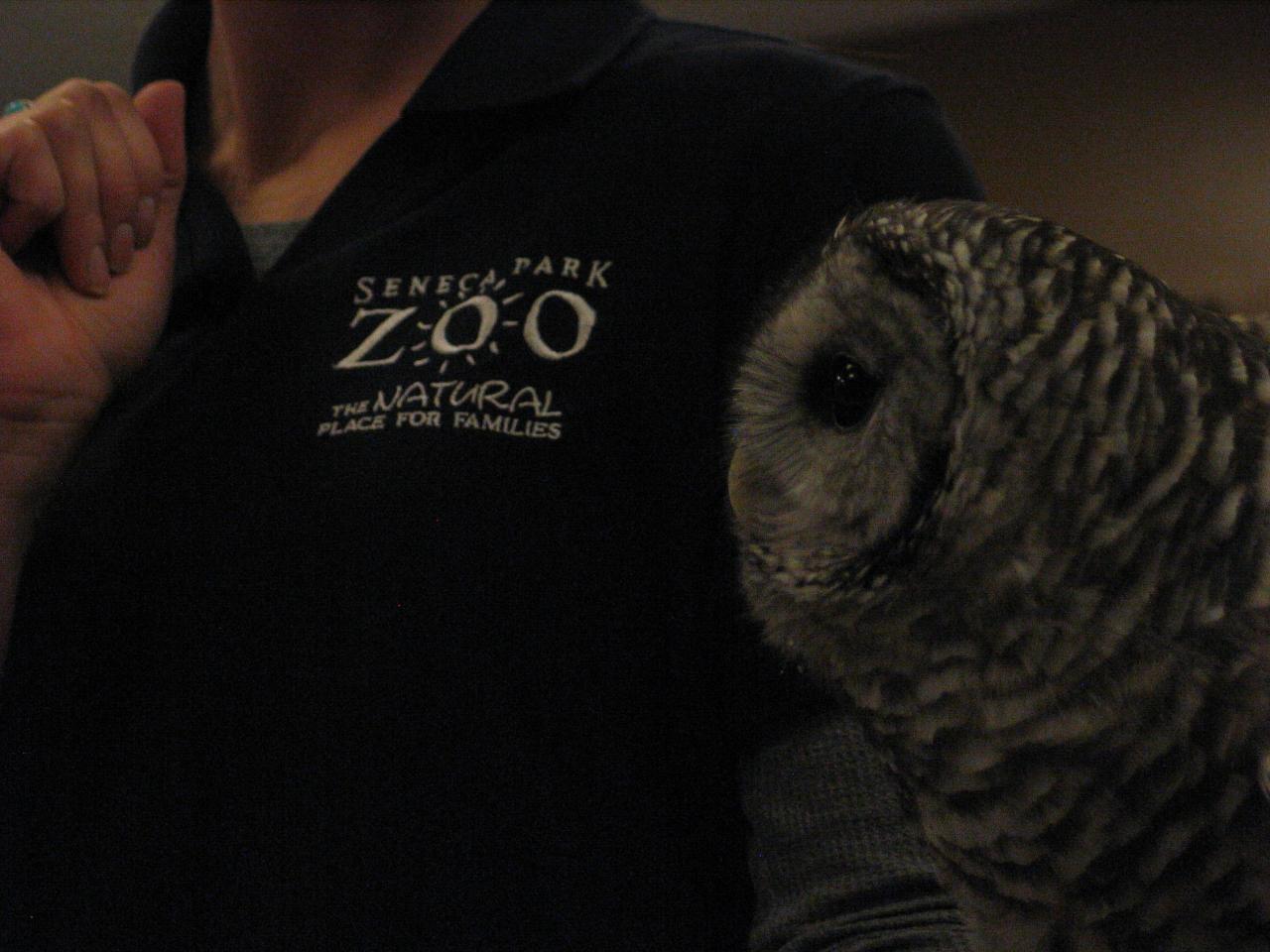 close up of zoo employee holding an owl