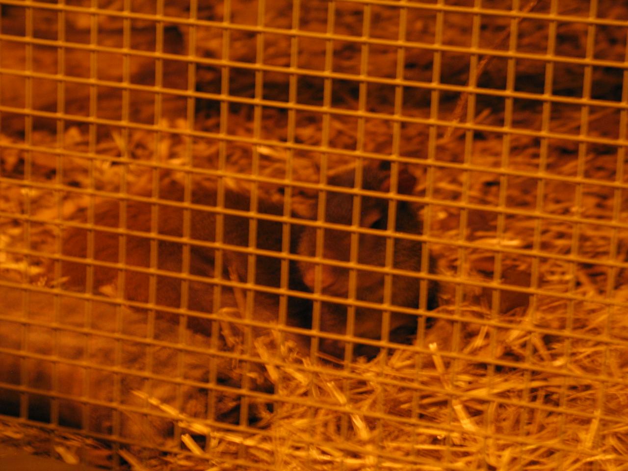 a small mammal in a cage