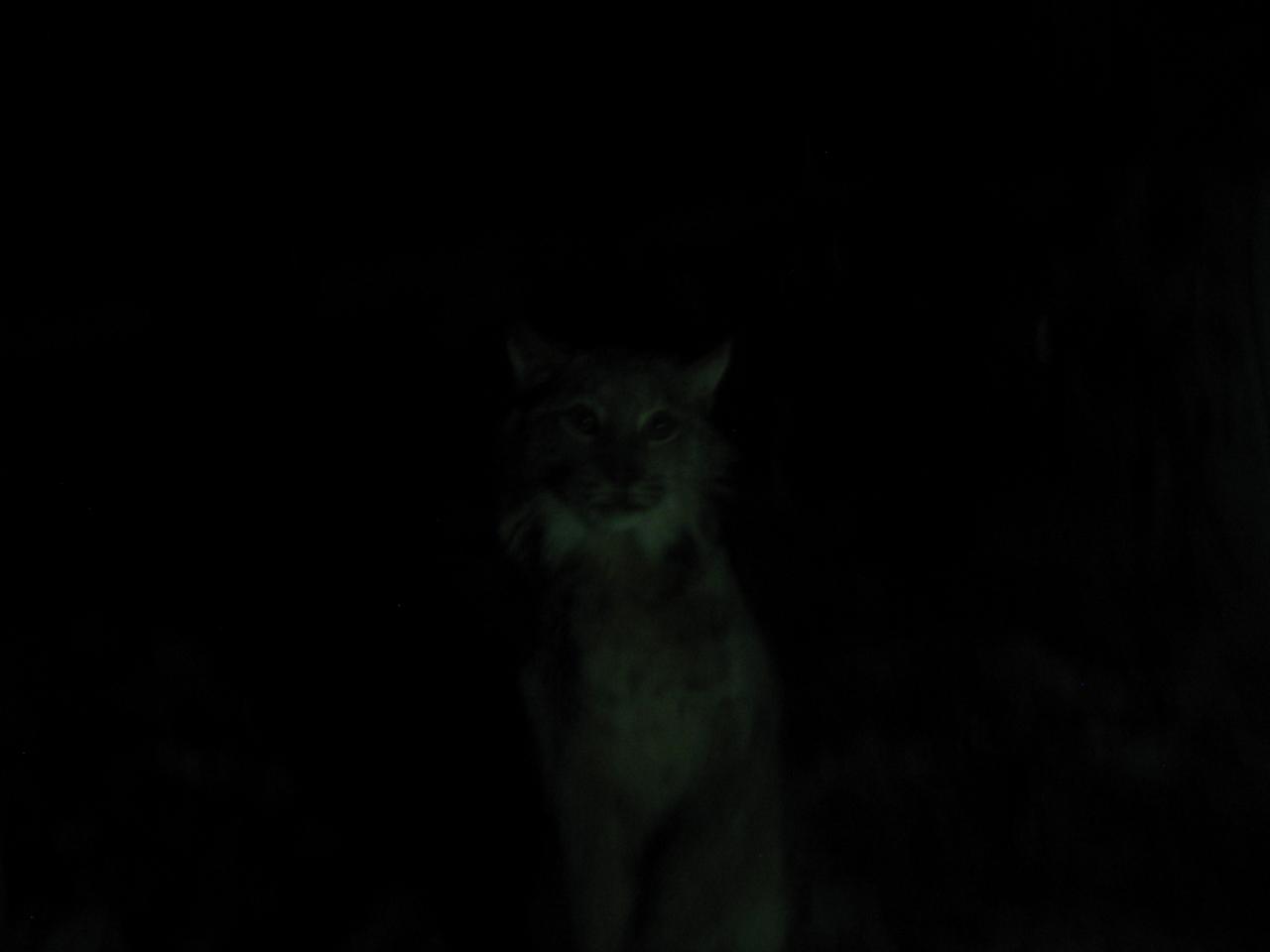 a very dark picture of a cat