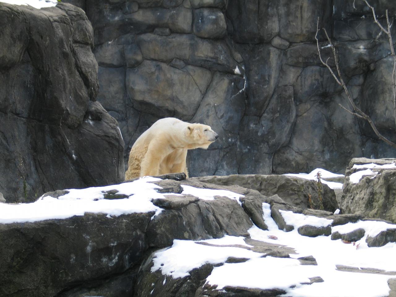 a polar bear in an exhibit