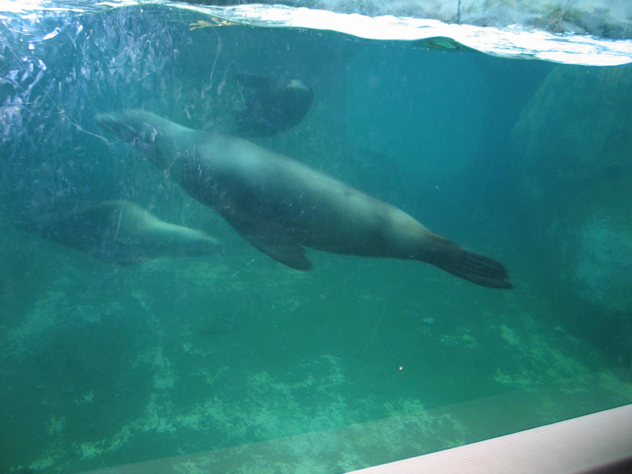 three sea lions swimming
