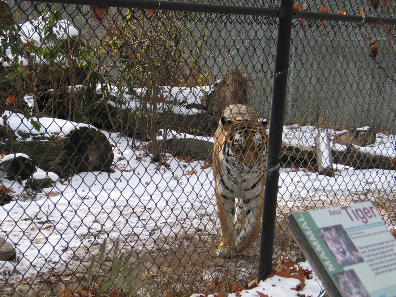 a tiger behind a fence