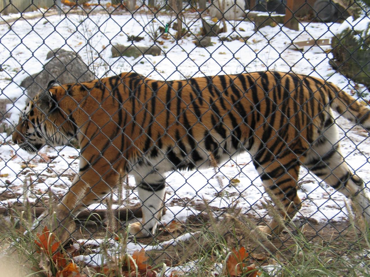 side view of tiger behind a fence