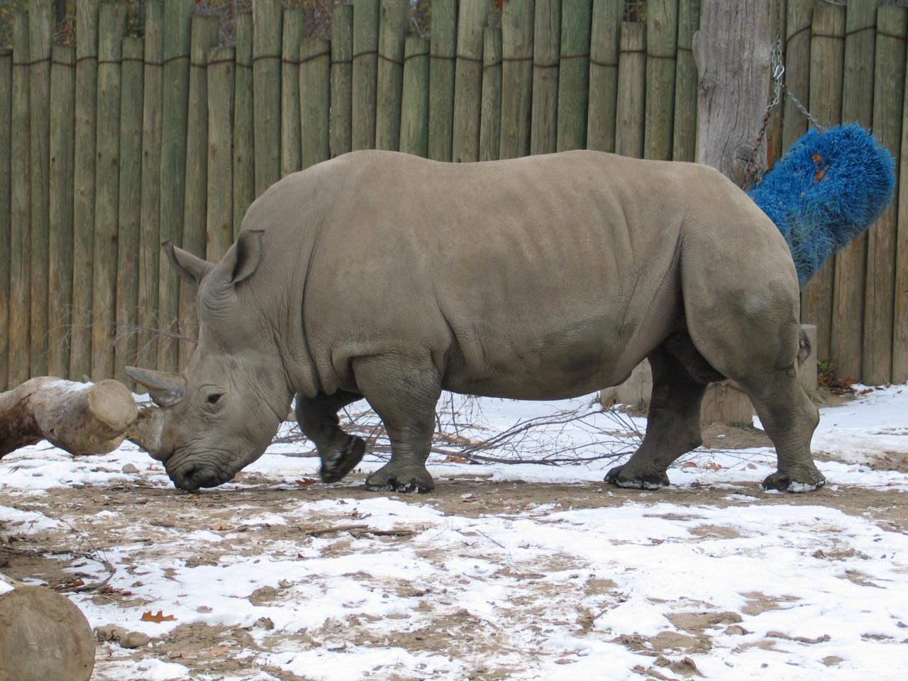 large rhino