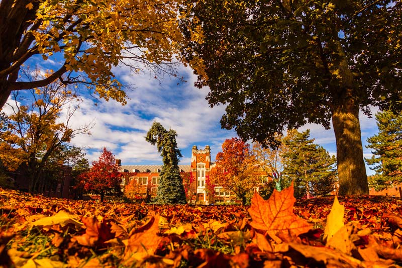 Sturges Hall autumn leaves