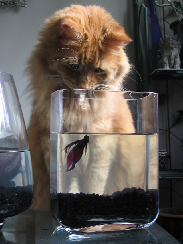 cat starting at a betta fish in a bowl