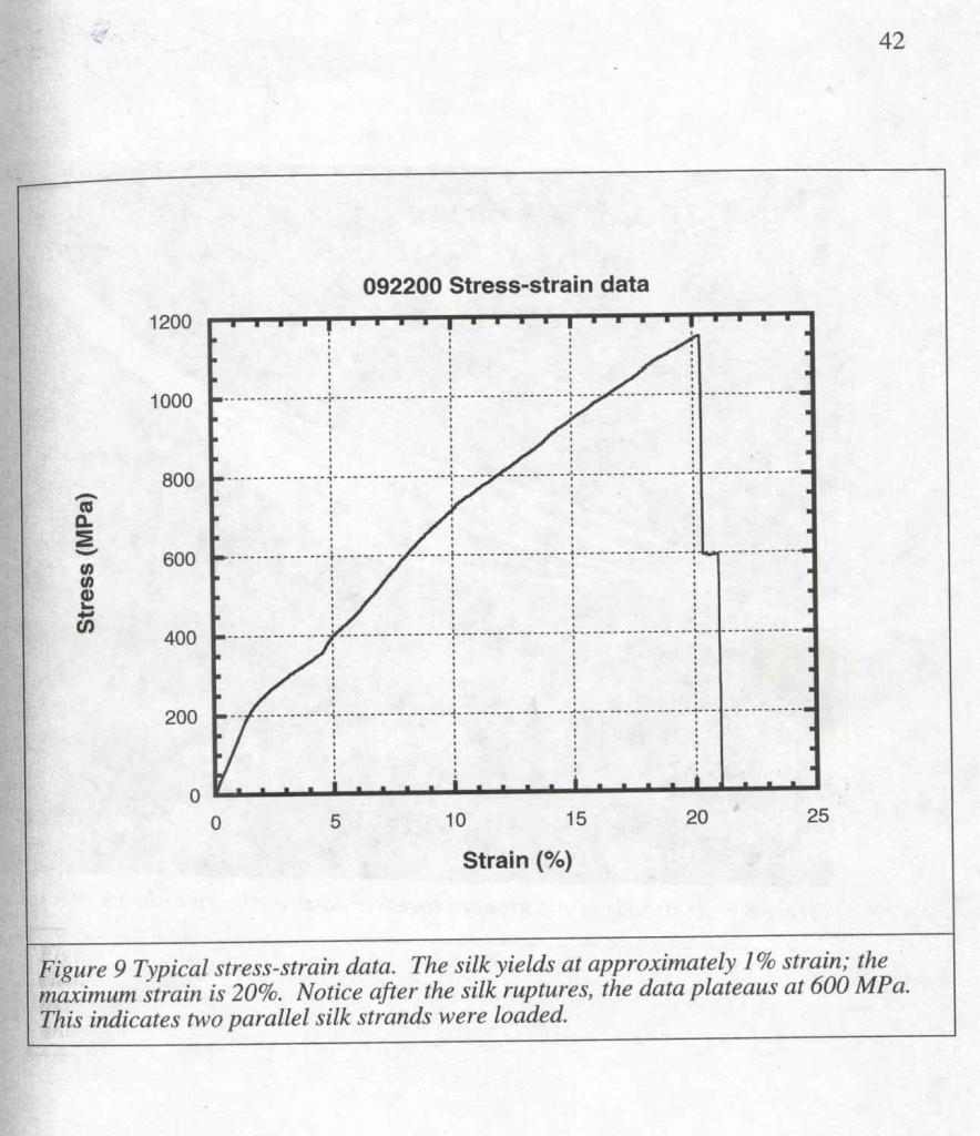 Spider silk thesis 03 picture