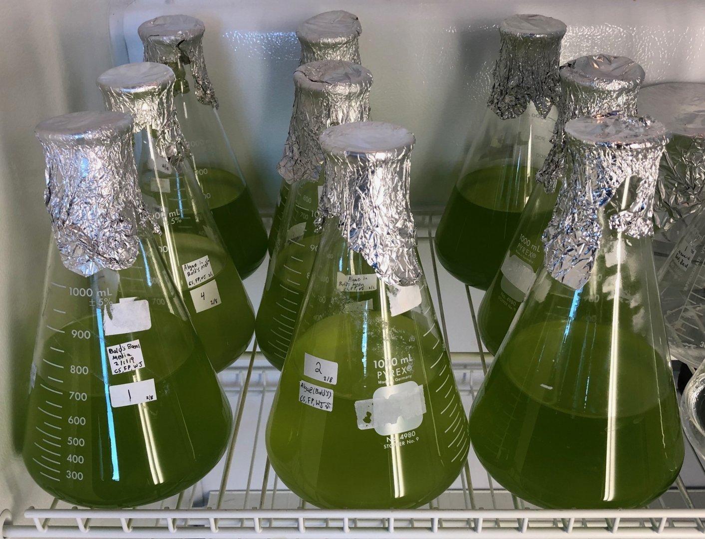 Algae growing in incubator.