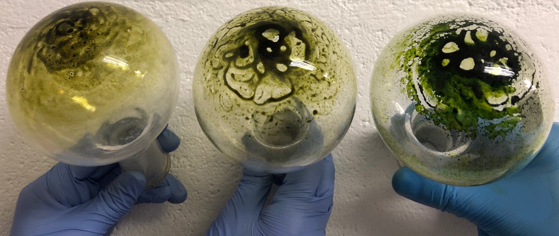 Algae grown at three different nitrogen concentrations.