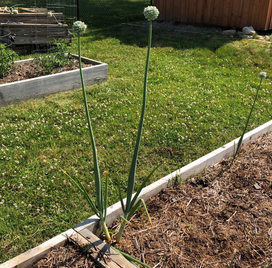An onion plant growing in the eGarden.