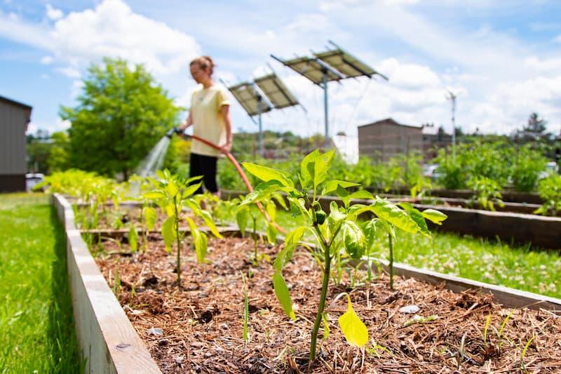 Student watering plants at the e-garden