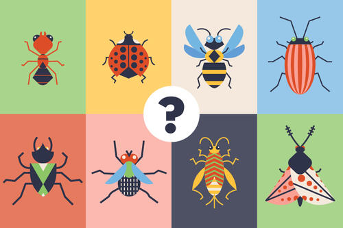 illustration of insects with a question mark in the middle of the images