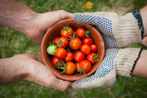 Two sets of hands holding a small bowl or red cherry tomatoes. One pair of hands has gardening gloves on while the other pair of hands are bare.