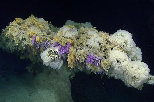 Unusual umbrella-shaped pillar feature covered in deep-sea corals and sponges