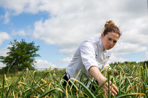 CAS's Executive Chef Ilana Stevenson Cahill harvesting garlic scapes