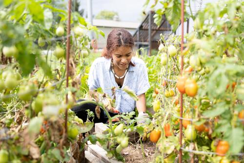 A student harvests tomatoes in the eGarden.