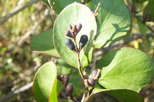 Fruiting mistletoe plant
